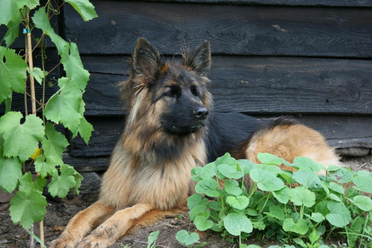 Folwark Mazurskie Legendy - Azyl Dla Doroslych Kruklanki Exterior foto